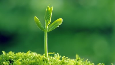 葉面施肥“三大錯(cuò)”，能用對(duì)的沒(méi)幾個(gè)!