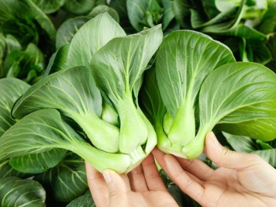鈣肥對蔬菜有什么重要作用，蔬菜為什離不開鈣肥?