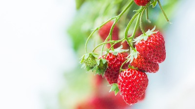 草莓花少、果少的六大解決措施