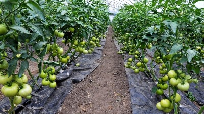 西紅柿膨果慢，萊昂水溶肥教你試試這些方法