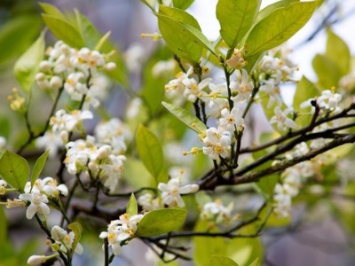 柑橘無花少花什么原因？該怎么辦？
