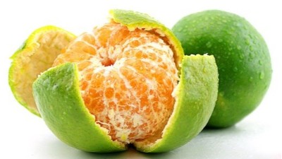柑橘膨果期鈣硼同補(bǔ)怎么補(bǔ)?