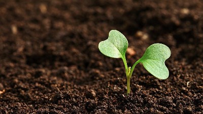 用生石灰調理土壤需慎重!