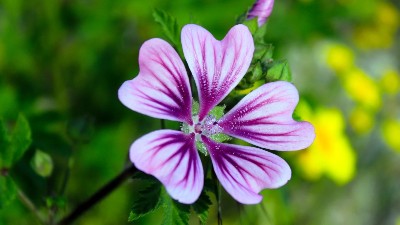 養(yǎng)花施肥3大禁忌，方法不對(duì)，花肥白費(fèi)!