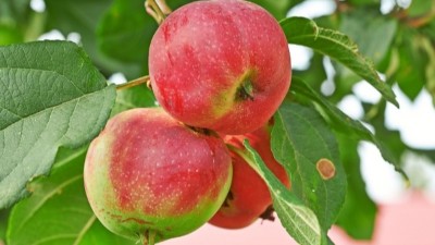 “花前補(bǔ)硼”，好處在哪里呢?