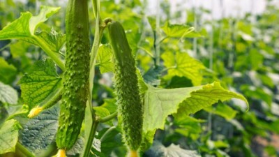 青枯、根腐、枯萎等多種土傳病害，試試這個(gè)，效果立竿見影。