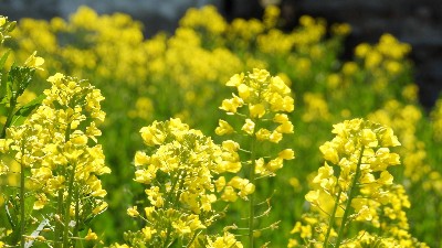 硼肥有哪些使用誤區(qū)，看看萊昂水溶肥怎么說