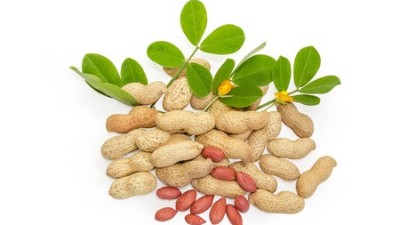 花生缺鈣的癥狀表現(xiàn)、發(fā)生原因以及解決方法