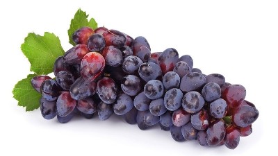葡萄采后管理不上心?來(lái)年芽弱、花少、產(chǎn)量低。