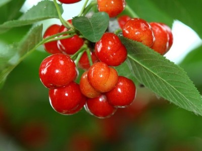 磷酸二氫鉀能和鈣肥、硼肥一起混用嗎？
