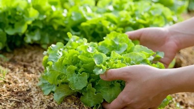 蔬菜出現(xiàn)這些癥狀，可能是缺鉀了