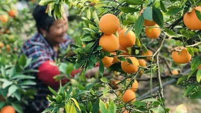 礦源黃腐酸鉀什么時候用最好，萊昂水溶肥告訴你