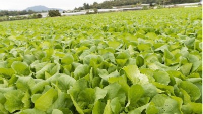 夏季蔬菜管理有技巧“七要點(diǎn)、三不要、三忌”