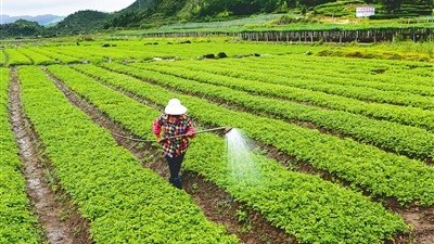 打藥時這樣就錯了!農(nóng)藥混配門道多，切忌“一鍋燉”