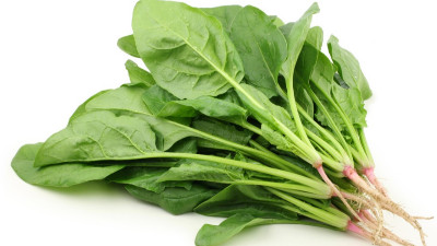 掌握4步，輕松學會種菠菜，產(chǎn)量高，農(nóng)戶都能種好