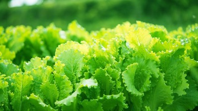 蔬菜定植后，前三水如何澆？萊昂水溶肥告訴交您。