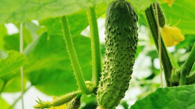 夏季種植黃瓜，這六點一定要知道！