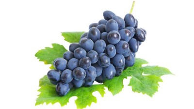 葡萄苗勢(shì)秋天栽好還是春天栽好？