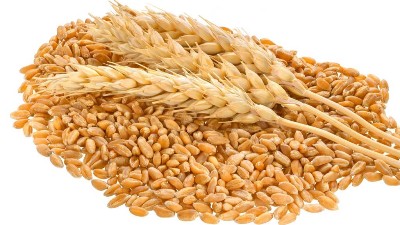 種小麥噴施三次硼肥，抗凍又增產(chǎn)