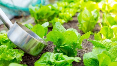 微生物菌肥為什么比有機(jī)肥要貴？到底值不值得用！