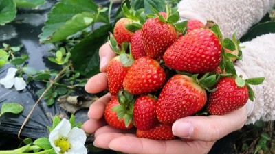 磷酸二氫鉀在這三個(gè)時(shí)間點(diǎn)使用，效果最佳。