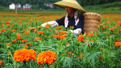 萬壽菊該如何施肥呢？萊昂水溶肥教給你