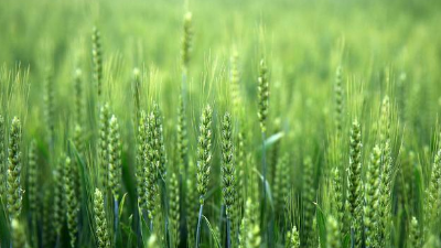 使用小麥除草劑，一定記住“8不要，2必須”!