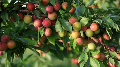 果樹(shù)發(fā)生藥害怎么辦?