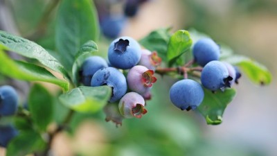 藍(lán)莓種植應(yīng)該注意哪些些因素呢？