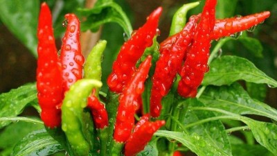 辣椒想要高產(chǎn)，合理施硼是關(guān)鍵。